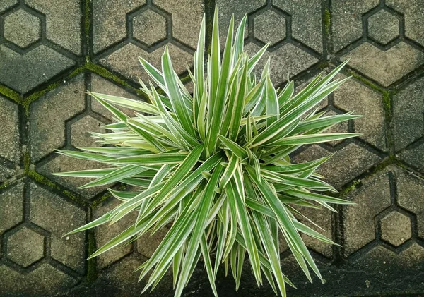 Close up of Spider plant or Chlorophytum comosum ornamental plant. House plant. Conblock background