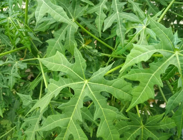 Daun pepaya jepang, Cnidoscolus aconitifolius türünde sebze mahsulüdür. Seçici odak.