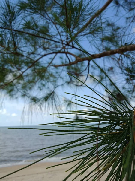Зелений Лист Пляжі Блакитним Небом Сосновий Лист — стокове фото