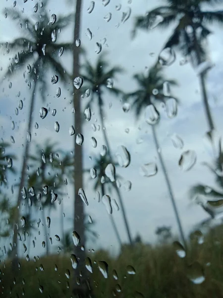 Hindistan cevizi ağacı arkaplanlı cam üzerine yağmur damlaları