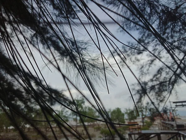 Sahilde çözünmüş çam ağacı yaprakları. Doğa arkaplanı