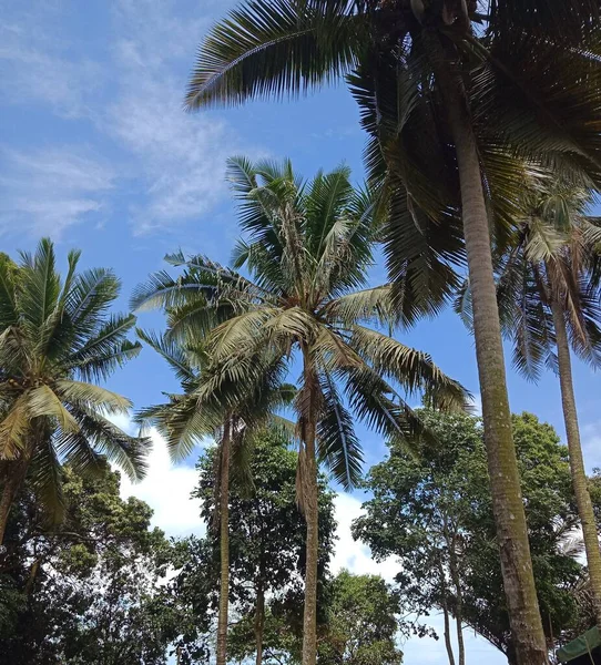 Kokosový Strom Krásnou Modrou Oblohou — Stock fotografie