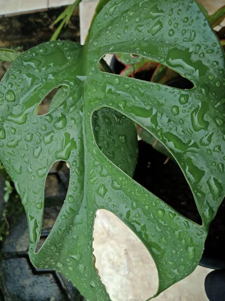 Närbild Regndroppar Gröna Monstera Prydnadsväxter Blad Hus Växt — Stockfoto