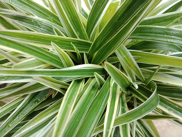 Close up of Spider plant or Chlorophytum comosum ornamental plant. House plant.