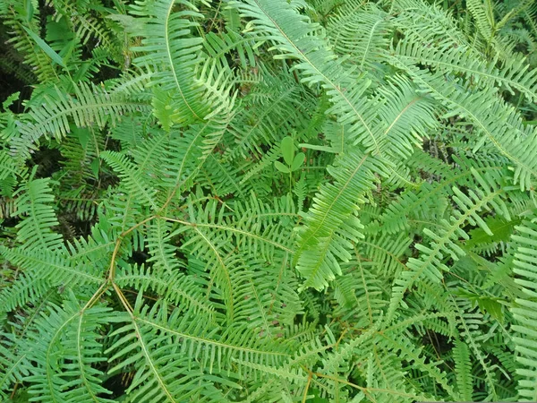 Resam Rostlina Kapradinového Typu Která Obvykle Roste Lesích Nebo Kopcích — Stock fotografie