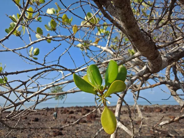 Sahildeki ağaç. Soyut plaj arka planında yeşil yapraklı kuru ağaç dalı