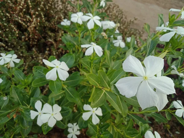 Stock image white catharanthus roseus blooms beautifully. Selective focus. (tapak dara)