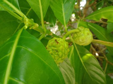 Morinda citrifolia (Mengkudu) meyvesine yakın durun. Seçici odak.