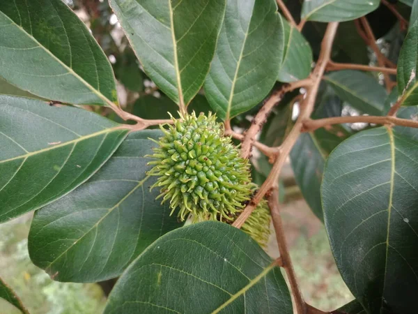 Rambutan meyvesi ağaçta hala yeşil.