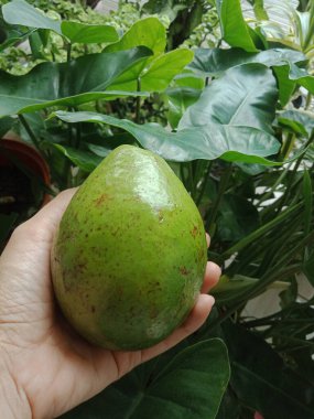 close up of hand holding Green Avocado fruit. nature background