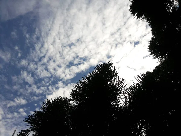 Beautiful clear sky and cloud. Trees and nature background