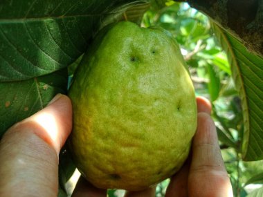 Ağaçtaki guava meyvesini kapat. Taze ve sağlıklı görün.