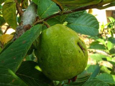 Ağaçtaki guava meyvesini kapat. Taze ve sağlıklı görün.