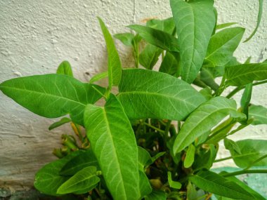 Taze ve yemyeşil su ıspanağı ya da duvar arkası olan kangkung.