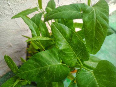 Taze ve yemyeşil su ıspanağı ya da duvar arkası olan kangkung.