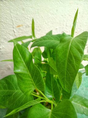 Taze ve yemyeşil su ıspanağı ya da duvar arkası olan kangkung.