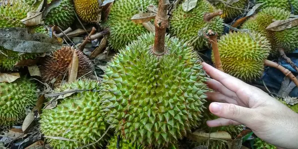 Durio zibethinuss murr ya da ağaçtan düşen Durian meyvesi. Endonezya 'da da çok yetişen tropikal meyveler. Karakteristik bir kokusu var. Meyve Kralı unvanına sahip.