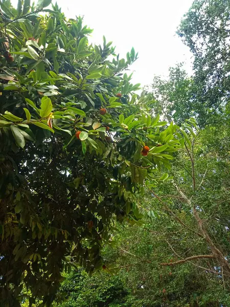 Diospyros blancoi A. DC. (Bisbul) Parktaki ağaçtaki meyveler. Doğa arkaplanı