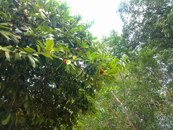 Diospyros blancoi A. DC. (Bisbul) Parktaki ağaçtaki meyveler. Doğa arkaplanı