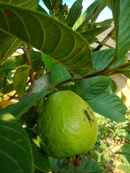 Ağaçtaki guava meyvesini kapat. Taze ve sağlıklı görün.
