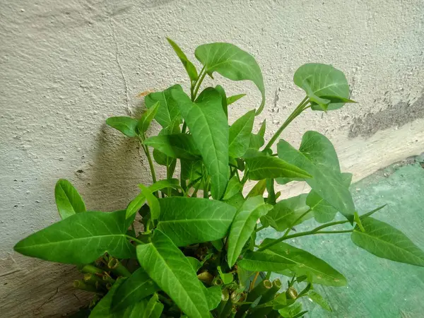 Taze ve yemyeşil su ıspanağı ya da duvar arkası olan kangkung.