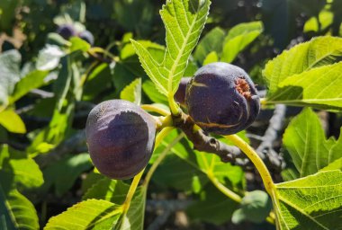 İncir ağacında iki olgun incir