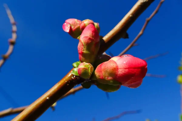Brote Rosa Floreciente Día Primavera — Foto de Stock