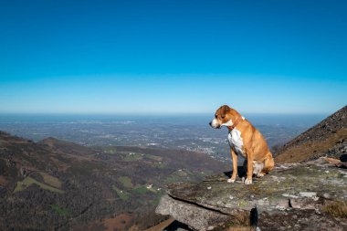 Dog looking over the peak of Artzamendi mountain in the Basque Country  clipart