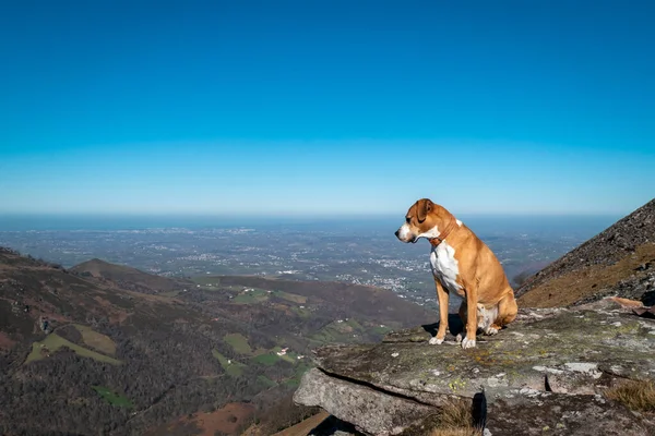 stock image Dog looking over the peak of Artzamendi mountain in the Basque Country 