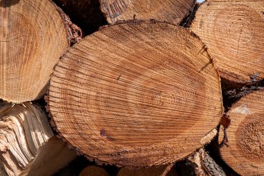 Ahşap endüstrisi için istiflenmiş çam kütükleri.