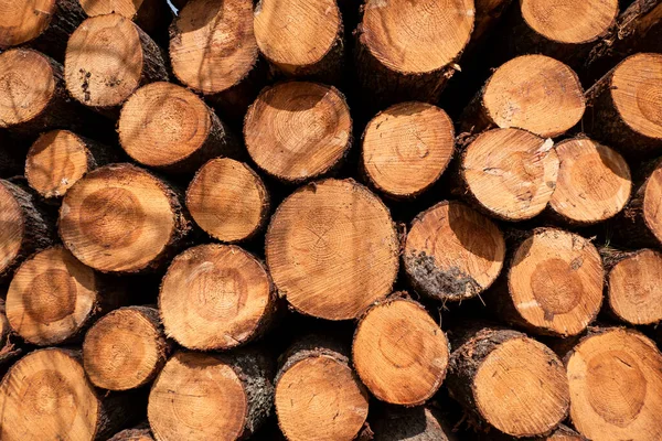 stock image Wall of pine logs for logging