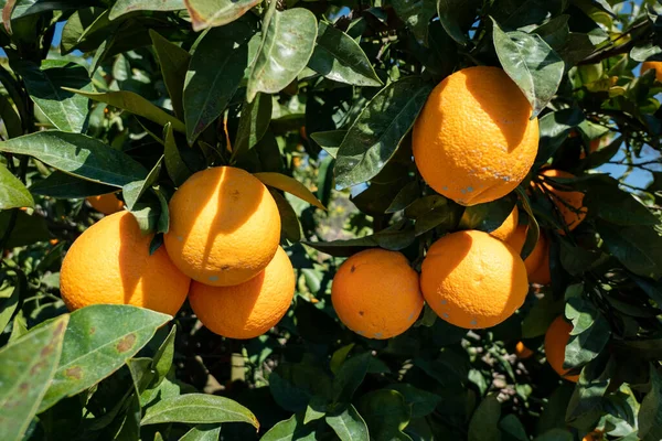 Olgun portakallar portakal ağacında