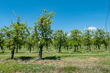 Çiçek açtıkları ve ilk meyve filizlerinin görülmeye başlandığı elma bahçesi.
