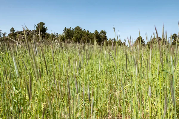 Пшеничное Поле Стадии Роста Соснами Заднем Плане — стоковое фото