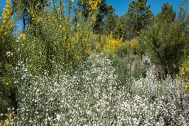 Mayısta açan ve Portekiz 'de Maias olarak bilinen bir çalı süpürgesi.