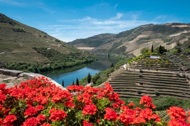 Tepeler, dağlar, üzüm bağları ve bazı çiçekler arasında Portekiz, Tras os Montes 'teki Douro nehri.