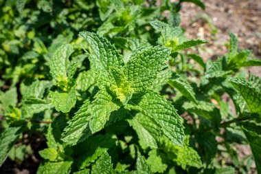 Nane bitkilerinin üst görüntüsü. Nane Bitkisi