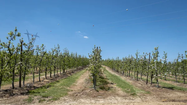 Apple orchard in which they are in the flowering stage and where the first fruit shoots begin to appear