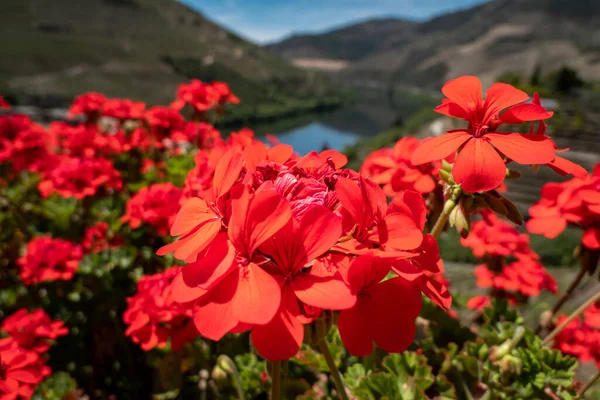 Between hills, mountains, a flower garden next to the Douro river in Tras os Montes, Portugal
