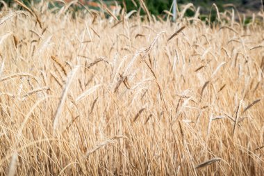 Buğday ekimi çoktan olgunlaştı ve tarım tarlasında hasat için hazır.