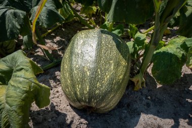 Büyüme evresinde sebze bahçesinde balkabağı. Balkabağı, toprak ve sebze bahçesi