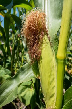 Mısır kabuğuyla mısır koçanı tarımsal bir sebze bahçesinde mısır kamışının üzerinde
