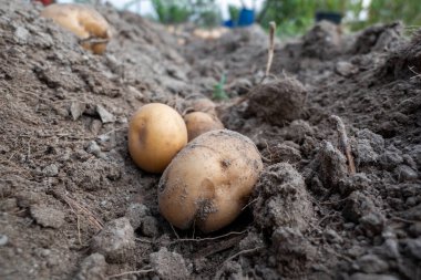 Su oluğunda kaplar toplanmaya hazır.