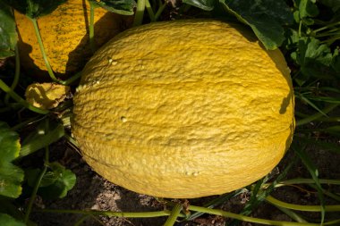 Sebze bahçesindeki balkabağı çoktan olgunlaştı.