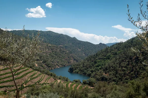 stock image Among hills, mountains, vineyards and some olive trees, the river Tua near the village of Amieiro in the municipality of Alijo, Portugal