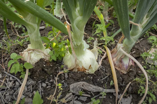 stock image Rural vegetable garden with a plantation of onions ready for harvest