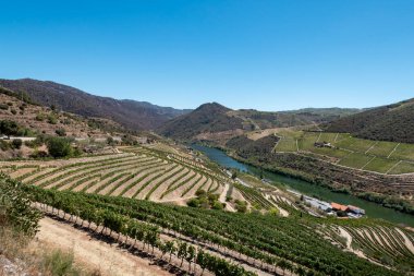 Tepeler, dağlar ve üzüm bağları arasında, Portekiz 'in Tras os Montes kentindeki Douro nehri