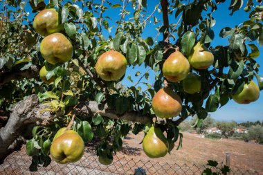 Yaprakların ve dalların arasında, armut ağacında toplanmaya hazır olgun armutlar.