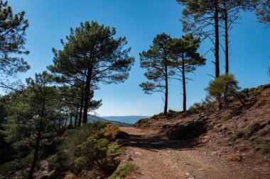 Bazı çam ağaçlarının arasında Portekiz 'in Serra do Alvao kentindeki Fisgas de Ermelo tepesine çıkan bir patika vardır.