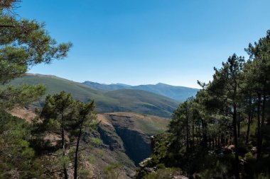 Portekiz 'in Serra do Alvao kentindeki Fisgas de Ermelo' da arka planda dağlar olan büyük bir çam ağacı arasında